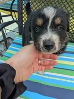 Blixy, a male Australian Shepherd for sale in La Habra, CA – 7 of 7