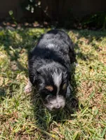 Blixy, a male Australian Shepherd for sale in La Habra, CA – 4 of 7