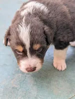 Chester, a male Australian Shepherd for sale in La Habra, CA – 7 of 7
