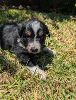 Blixy, a male Australian Shepherd for sale in La Habra, CA – 3 of 7
