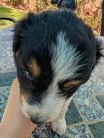 Cookie, a male Australian Shepherd for sale in La Habra, CA – 5 of 5