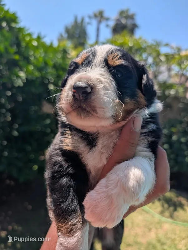 Iris – Australian Shepherd puppy for sale in La Habra, CA