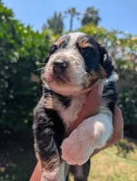Iris, a female Australian Shepherd for sale in La Habra, CA – 1 of 3