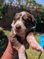 Chester, a male Australian Shepherd for sale in La Habra, CA – 6 of 7