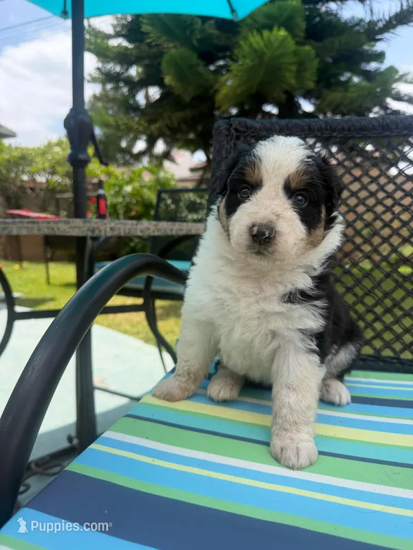 Iris – Australian Shepherd puppy for sale in La Habra, CA
