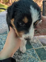 Cookie, a male Australian Shepherd for sale in La Habra, CA – 2 of 5