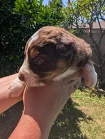 Chester, a male Australian Shepherd for sale in La Habra, CA – 5 of 7