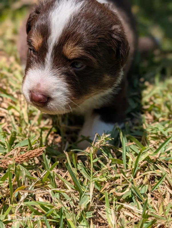Milo – Australian Shepherd puppy for sale in La Habra, CA