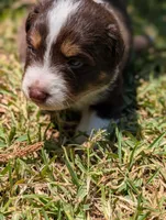 Milo, a male Australian Shepherd for sale in La Habra, CA – 1 of 1
