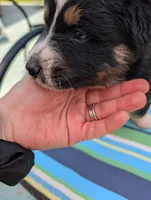 Blixy, a male Australian Shepherd for sale in La Habra, CA – 6 of 7