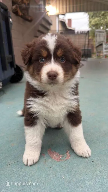 Chester – Australian Shepherd puppy for sale in La Habra, CA