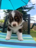 Chester, a male Australian Shepherd for sale in La Habra, CA – 2 of 7