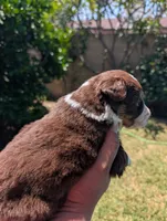 Chester, a male Australian Shepherd for sale in La Habra, CA – 4 of 7