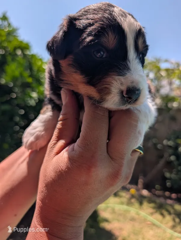 Cookie – Australian Shepherd puppy for sale in La Habra, CA