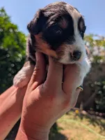 Elmer, a male Australian Shepherd for sale in La Habra, CA – 3 of 3