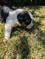Iris, a female Australian Shepherd for sale in La Habra, CA – 3 of 3