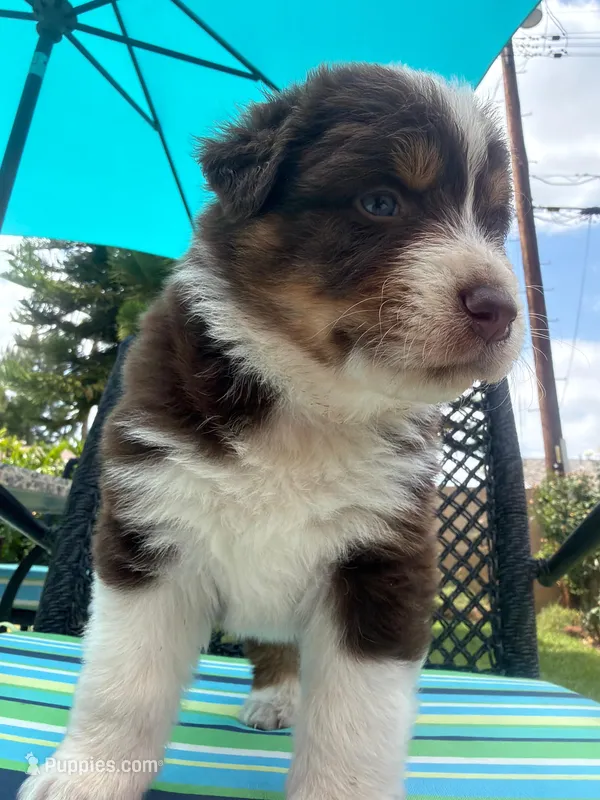 Chester – Australian Shepherd puppy for sale in La Habra, CA