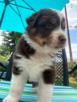 Chester, a male Australian Shepherd for sale in La Habra, CA – 1 of 7