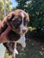 Francesca , a female Australian Shepherd for sale in La Habra, CA – 2 of 2