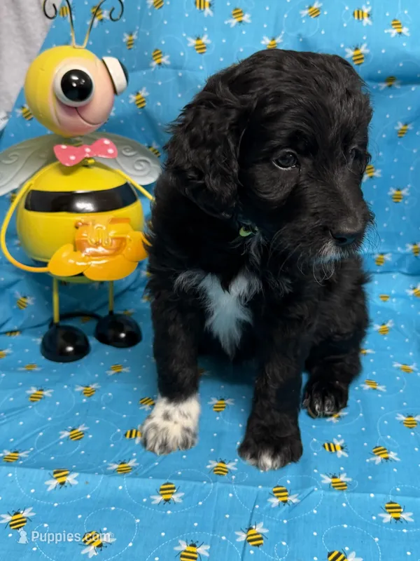 Riesling – Bordoodle puppy for sale in Republic, MO