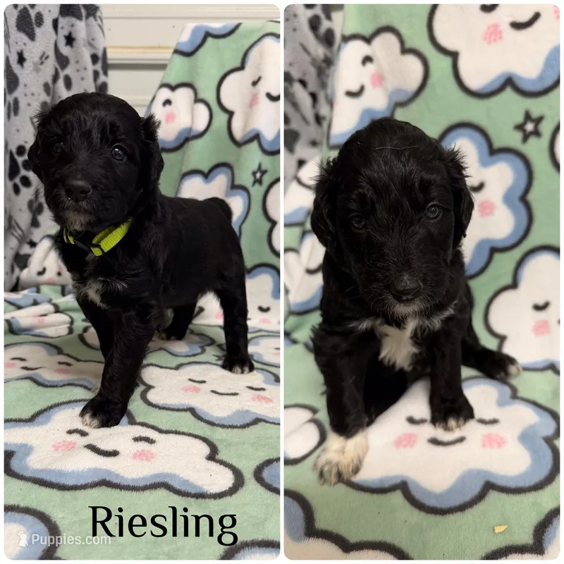 Riesling – Bordoodle puppy for sale in Republic, MO