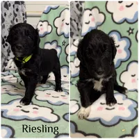 Riesling, a female Bordoodle for sale in Republic, MO – 2 of 2