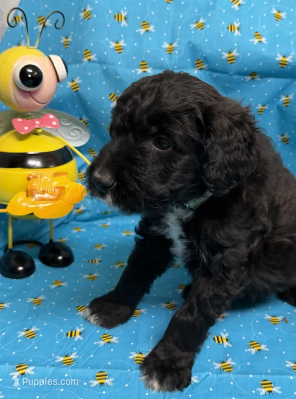 Prosecco – Bordoodle puppy for sale in Republic, MO