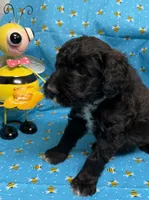 Prosecco, a female Bordoodle for sale in Republic, MO – 1 of 2
