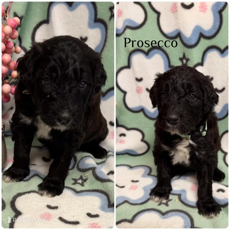 Prosecco – Bordoodle puppy for sale in Republic, MO