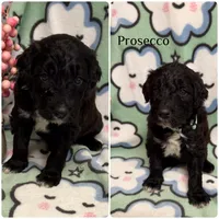 Prosecco, a female Bordoodle for sale in Republic, MO – 2 of 2