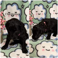 Chardonnay, a female Bordoodle for sale in Republic, MO – 2 of 2