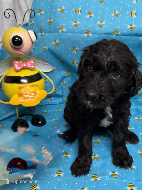 Chardonnay – Bordoodle puppy for sale in Republic, MO