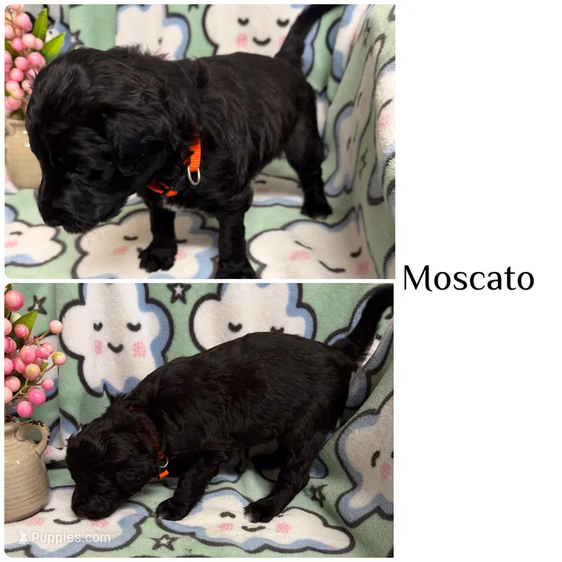 Moscato  – Bordoodle puppy for sale in Republic, MO
