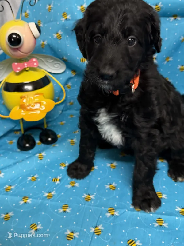 Moscato  – Bordoodle puppy for sale in Republic, MO