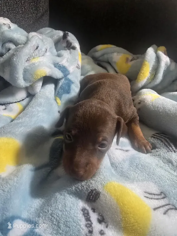 PUPPY 2 – Miniature Pinscher puppy for sale in Hortonville, WI