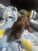 PUPPY 2, a male Miniature Pinscher for sale in Hortonville, WI – 1 of 1