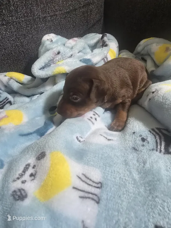 Puppy 1 – Miniature Pinscher puppy for sale in Hortonville, WI