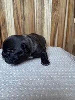 Rocco, a male French Bulldog for sale in Cleveland, TN – Photo 4 of 4