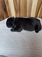 Rocco, a male French Bulldog for sale in Cleveland, TN – Photo 2 of 4