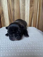 Rocco, a male French Bulldog for sale in Cleveland, TN – Photo 1 of 4
