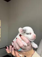 processed/98f14c7e-d0a3-454c-8a03-3ffc80903f8e/listing/3939494d-b345-4eca-b94b-a120044c9559/c80ae2de-adb4-443c-abae-9dfc18723d22