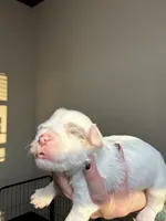 processed/98f14c7e-d0a3-454c-8a03-3ffc80903f8e/listing/426bb03b-57cb-4d6b-a428-d2c19c8c8a3d/ddb193bb-098d-4fe1-8977-d6cb34f70742