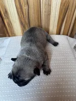 Roxie, a female French Bulldog for sale in Cleveland, TN – Photo 3 of 3