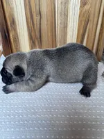 Roxie, a female French Bulldog for sale in Cleveland, TN – Photo 2 of 3