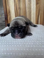 Roxie, a female French Bulldog for sale in Cleveland, TN – Photo 1 of 3