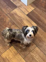 Bleu, a female Yorkshire Terrier for sale in Cleveland, TN – Photo 2 of 4