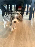 Bleu, a female Yorkshire Terrier for sale in Cleveland, TN – Photo 3 of 4