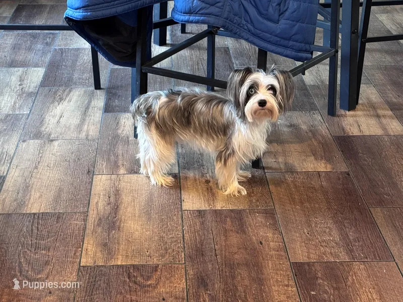 Bleu, a female Yorkshire Terrier for sale in Cleveland, TN – Photo 1 of 4