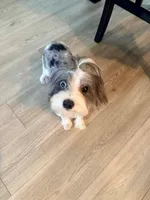 Bleu, a female Yorkshire Terrier for sale in Cleveland, TN – Photo 4 of 4