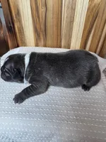 Ridge, a male French Bulldog for sale in Cleveland, TN – Photo 2 of 4